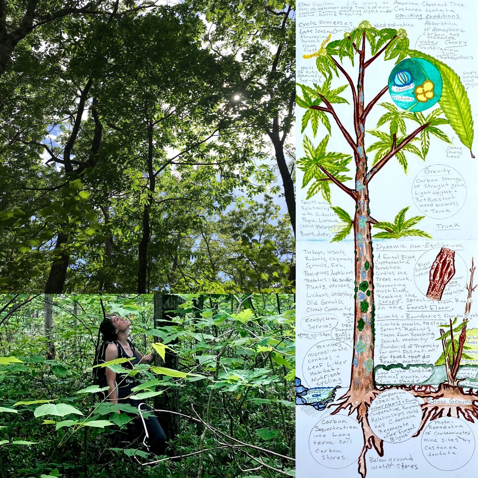 American Chestnut scientific illustration