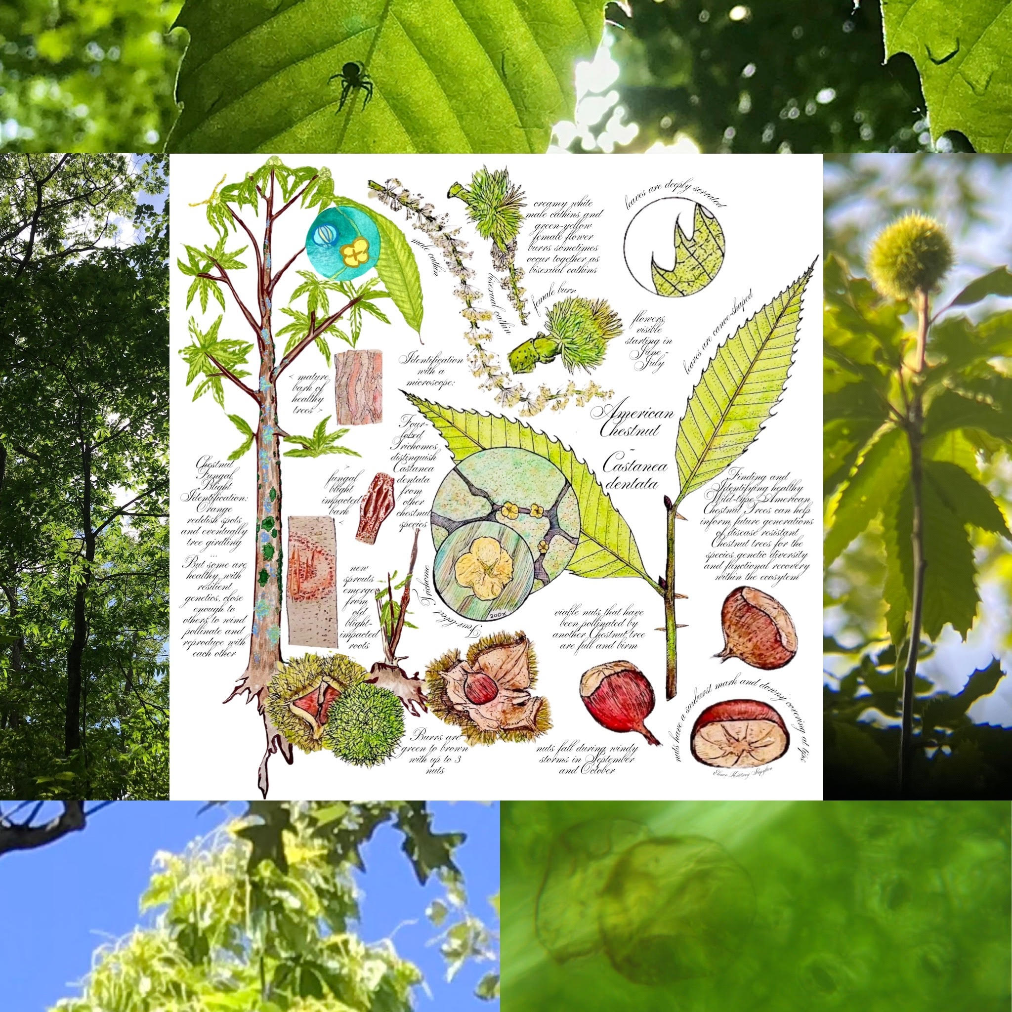 American chestnut leaf identification workshop with microscopes and nature journaling