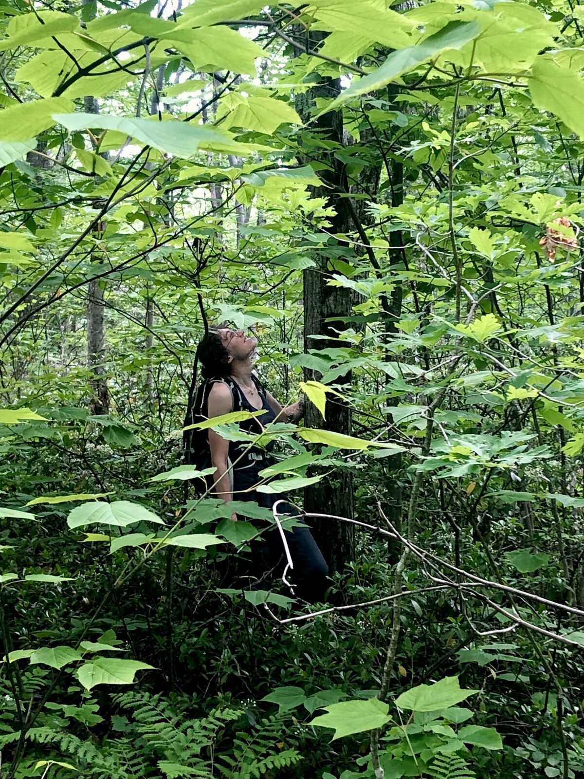 Elinor with American Chestnut
