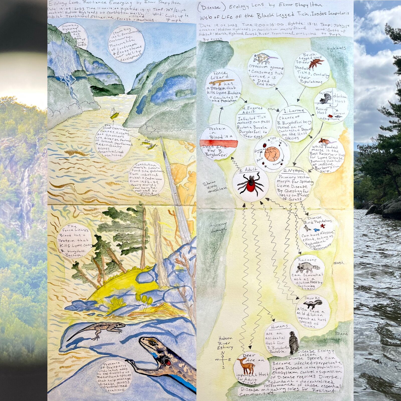 Tick disease ecology illustration