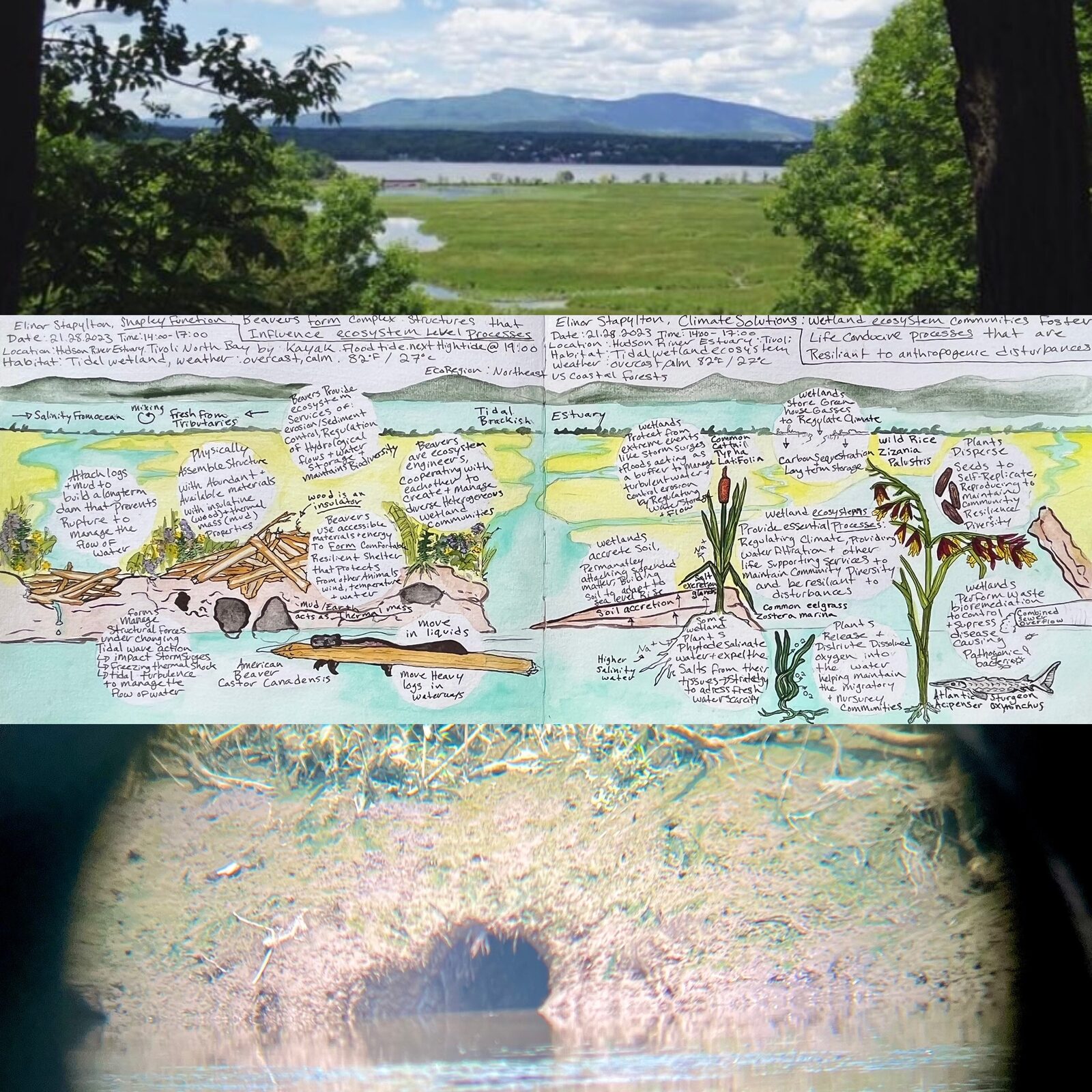 Wetland ecosystem nature journal