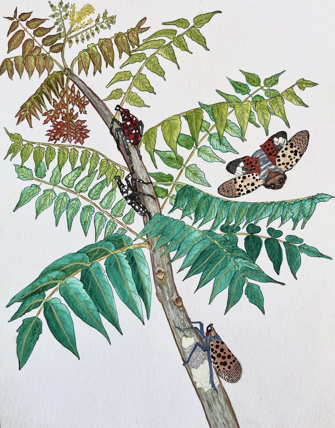 Spotted Lanternfly Invasive Food Web Spotlight